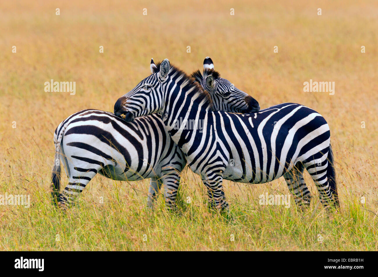 Burchell Zebra, Zebra, gemeinsame Zebra (Equus Quagga Burchelli, Equus Burchelli), zwei Zebras pflegen einander, Kenia, Masai Mara Nationalpark Stockfoto