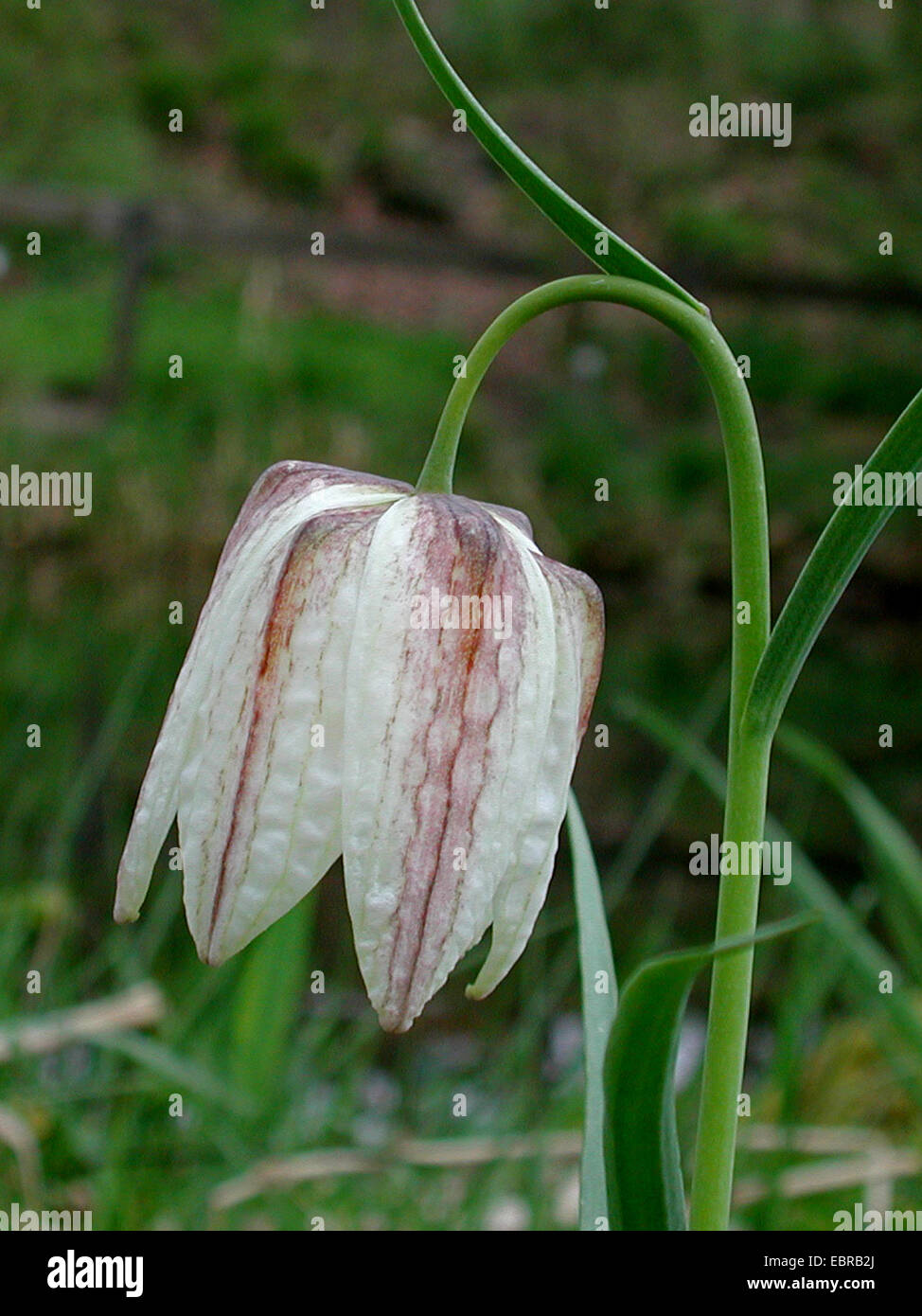 gemeinsamen Fritillary, Schlange-Kopf Fritillaria (Fritillaria Meleagris), Blume, Deutschland Stockfoto