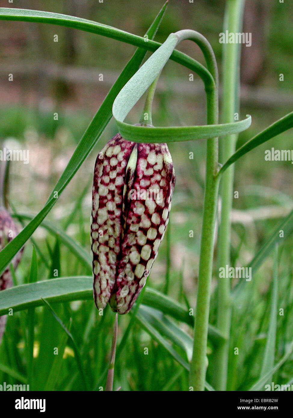 gemeinsamen Fritillary, Schlange-Kopf Fritillaria (Fritillaria Meleagris), Blütenknospe, Deutschland Stockfoto