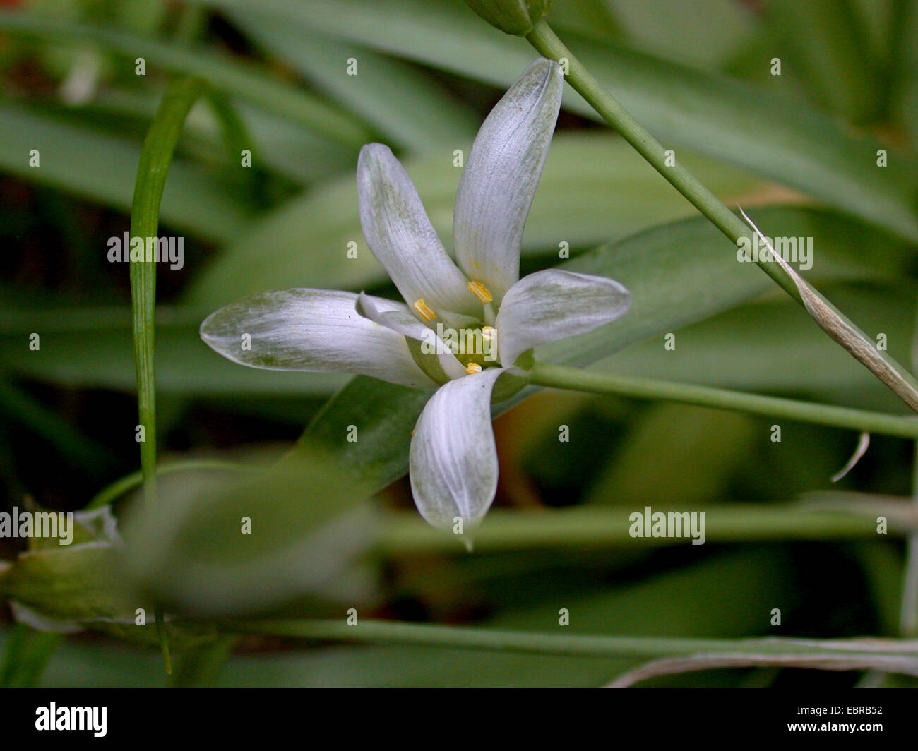 Berg Star-of-Bethlehem (Ornithogalum Montanum), Blume Stockfoto