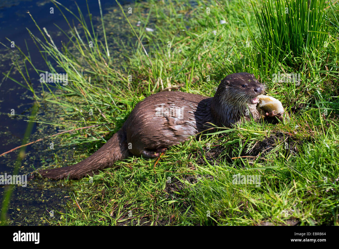 Europäischen Fischotter, europäischer Fischotter, eurasische Fischotter (Lutra Lutra), einen gefangenen Fisch, Deutschland Stockfoto