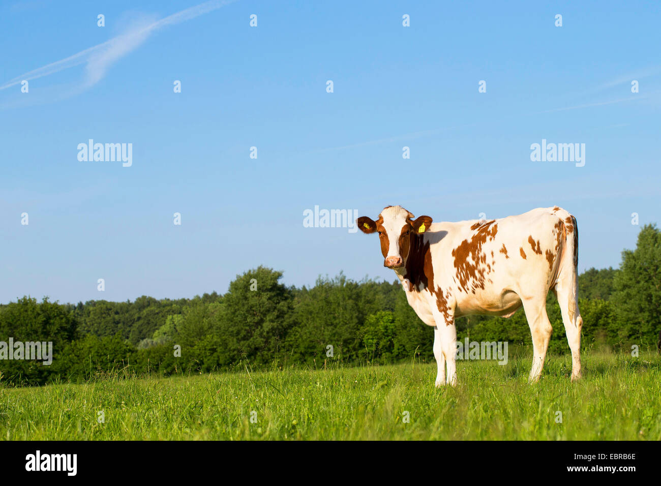 Hausrind (Bos Primigenius F. Taurus), stehend auf einer Weide, Deutschland, Schleswig-Holstein Stockfoto