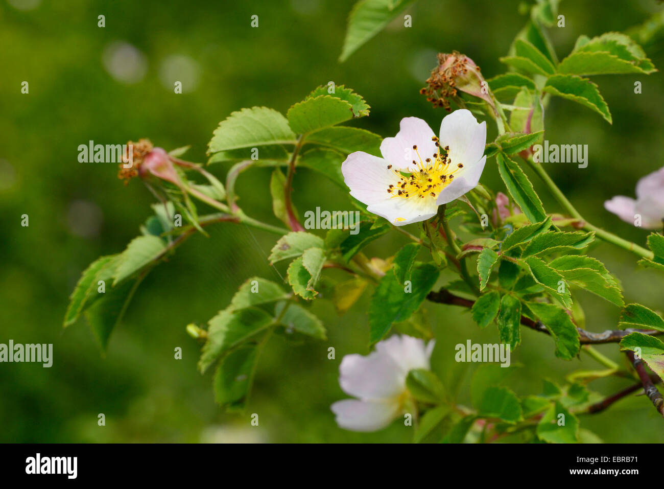 Rose (Rosa spec.), blühen, Bulgarien, Pirin-Gebirge, Melnik Stockfoto