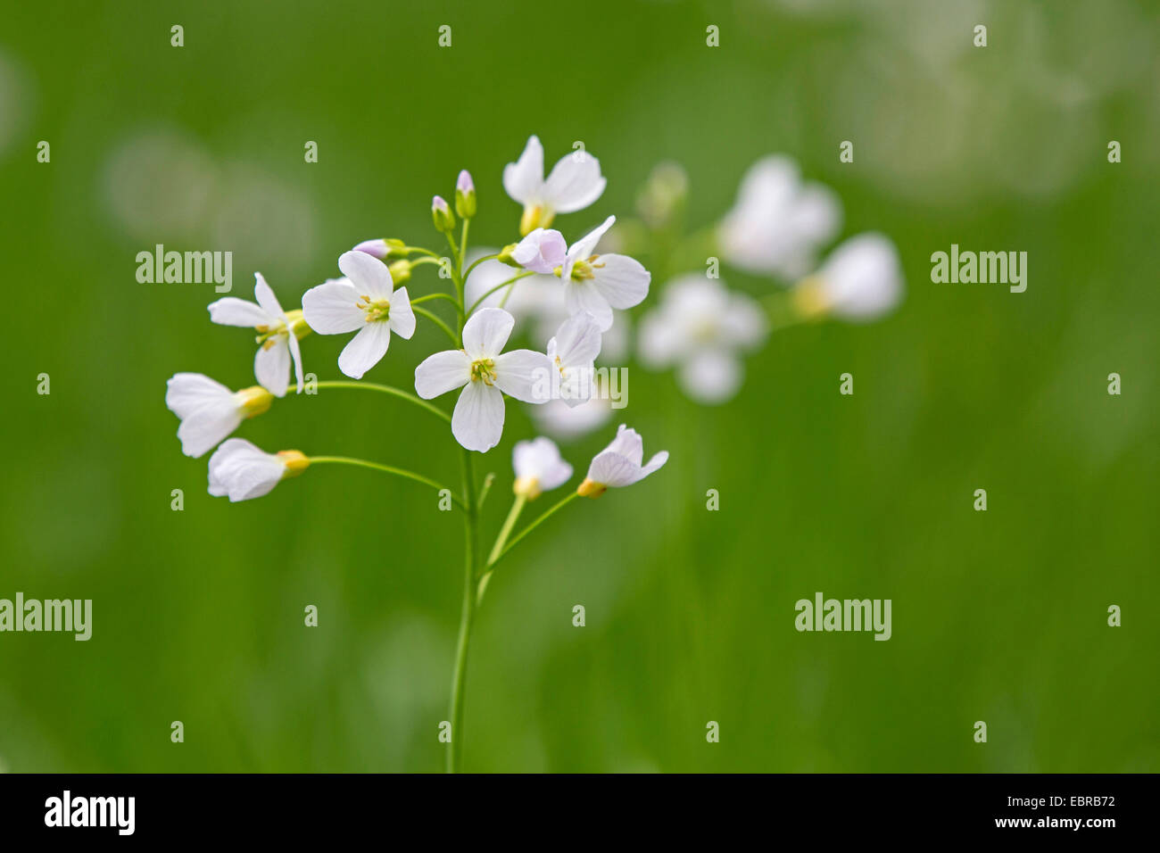 Moor, Pink, Kuckuck Blume, Lady's Smock, Milchmädchen (Cardamine Pratensis), Blütenstand, Deutschland, Bayern Stockfoto