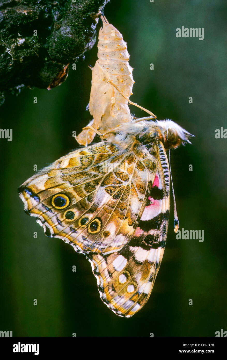 Distelfalter (Vanessa Cardui, Cynthia Cardui, Pyrameis Cardui), Schmetterling schlüpfen aus der Puppe, Deutschland Stockfoto