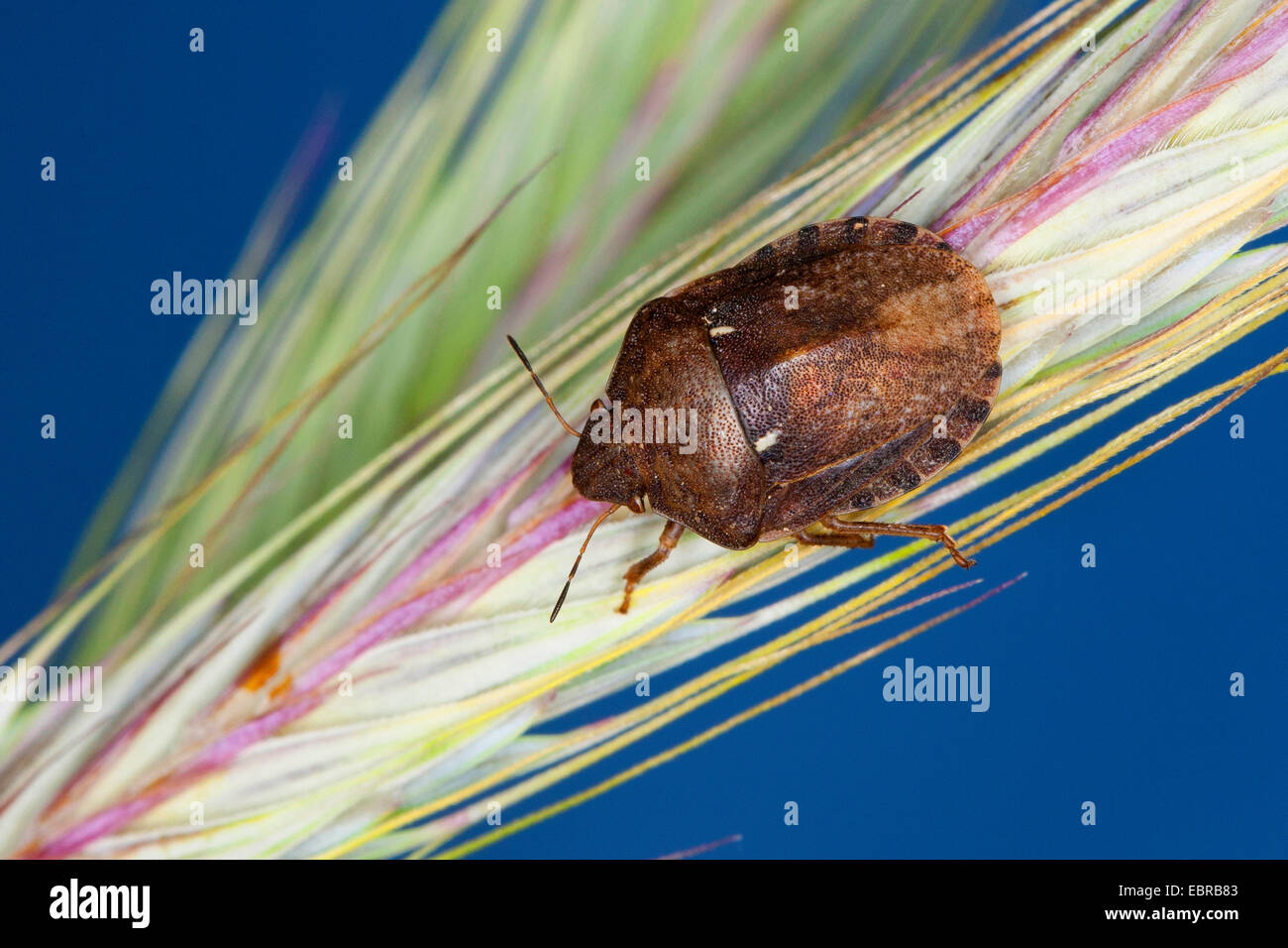 Schild-Rückseite Bug (Eurygaster Maura), Roggen Korn, Deutschland Stockfoto