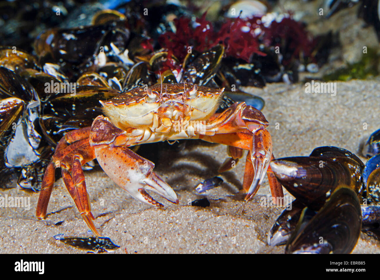 Grüne Ufer Krabbe, grüne Krabbe, North Atlantic Shore Crab (Carcinus Maenas), am Strand Stockfoto