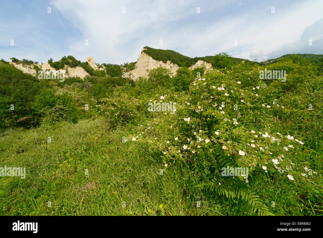 Rose (Rosa spec.), Sandstein-Pyramiden von Melnik, Bulgarien, Pirin-Gebirge, Melnik Stockfoto