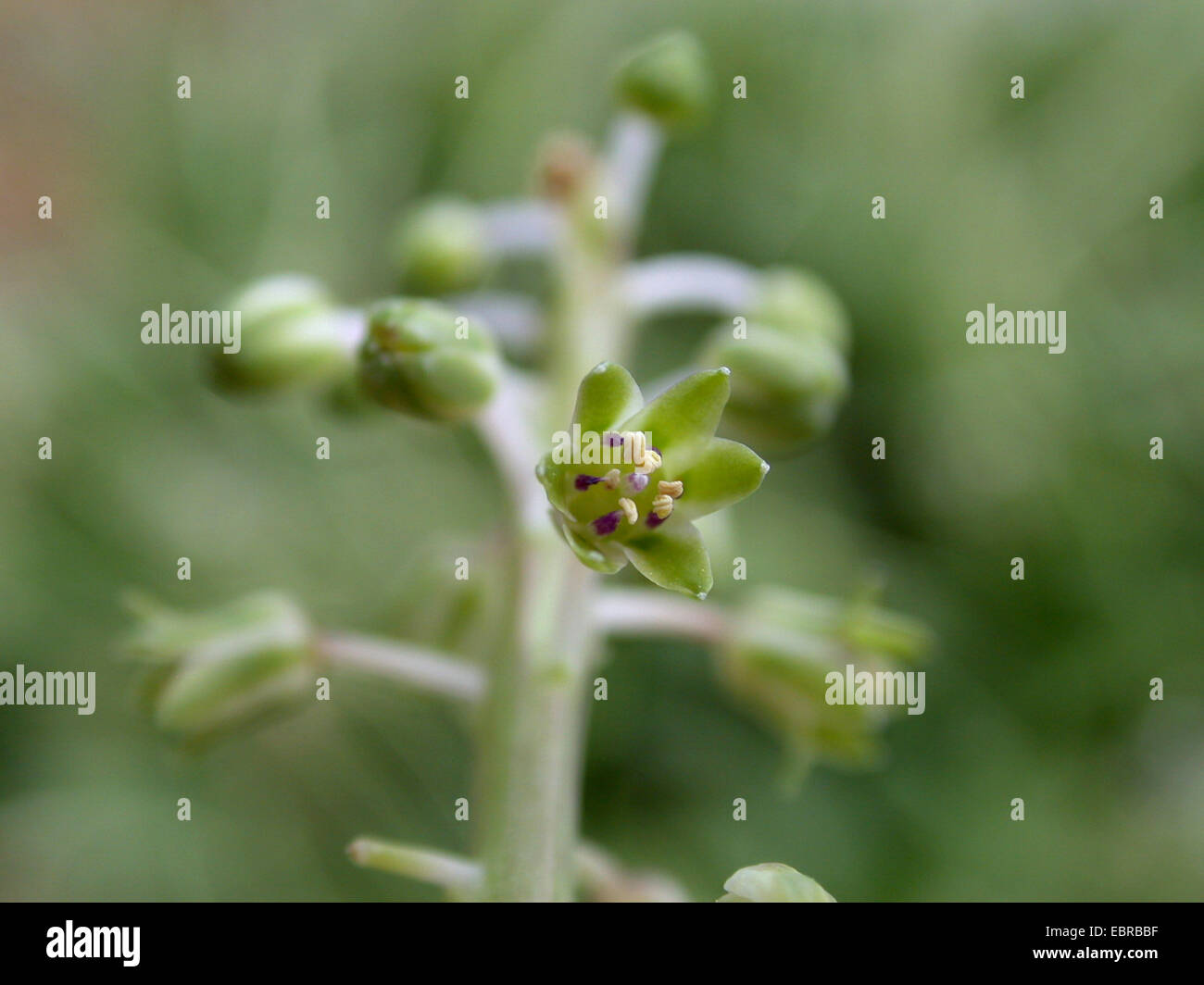 Silber, violett Blaustern, Blaustern, Blume, Leopard Lily (Ledebouria Socialis, Scilla Violacea) Stockfoto