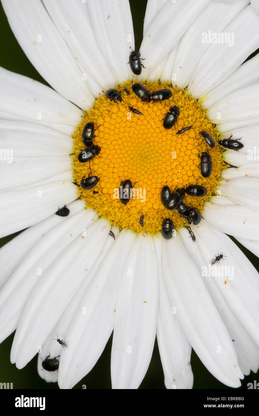Pollen-Käfer (Meligethes aeneus, Brassicogethes aeneus), auf einer Daisy Blume, Deutschland Stockfoto