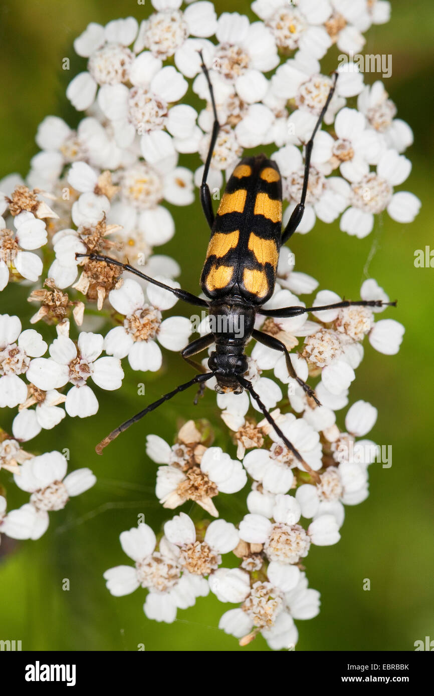 Laubholzbockkäfer, vier-banded Longhorn Beetle (Strangalia Quadrifasciata, Leptura Quadrifasciata), weibliche auf Schafgarbe Blüten, Deutschland Stockfoto