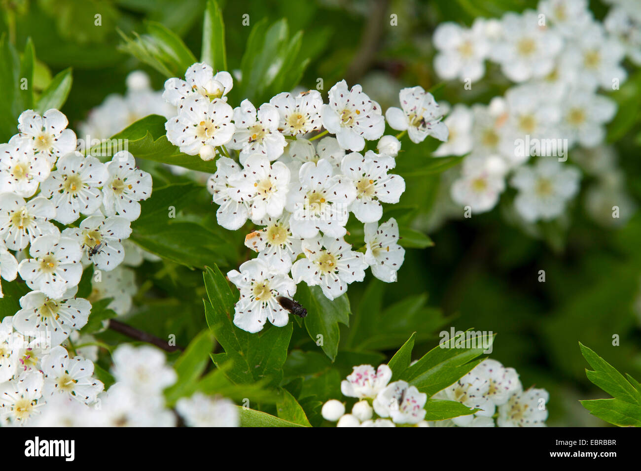 Weißdorn, weiße Dorn, Weißdorn (Crataegus spec.), blühen, Deutschland, Bayern Stockfoto