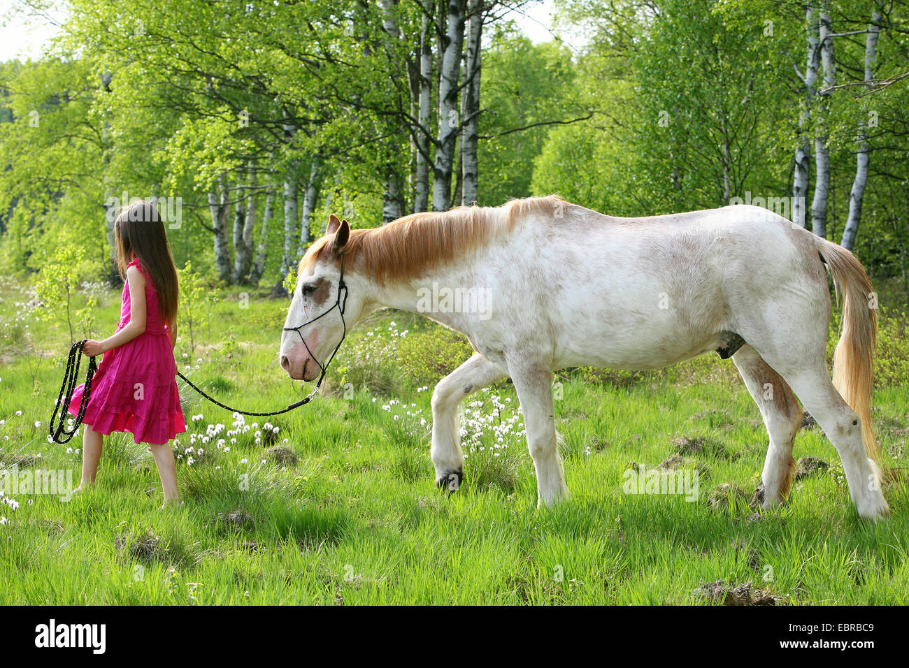 Criollo Pferd (Equus Przewalskii F. Caballus), junge Mädchen zu Fuß ein Pferd durch Rasen, Deutschland Stockfoto