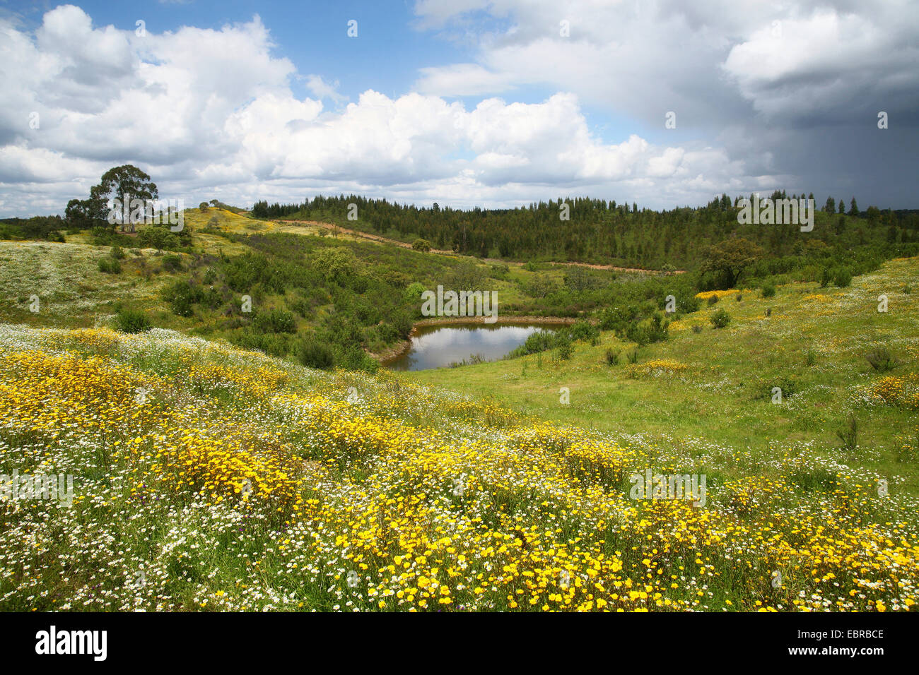 Blumenwiese und Teich, Portugal, Alentejo Stockfoto
