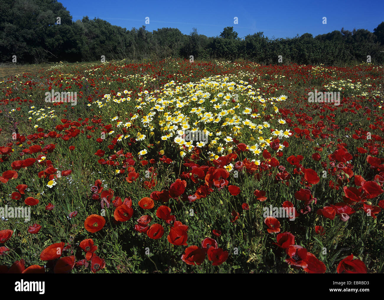 Gemeinsamen Mohn, Klatschmohn, roter Mohn (Papaver Rhoeas), Crown Daisy und Klatschmohn auf einer Wiese, Spanien, Balearen, Mallorca Stockfoto