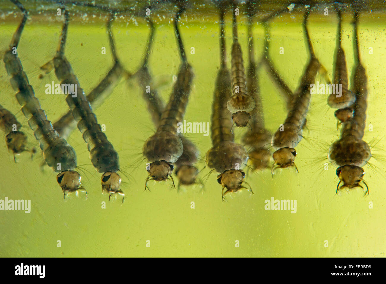 Mücken, Stechmücken (Culicidae), Larven, hängen unter der Wasseroberfläche, Deutschland Stockfoto