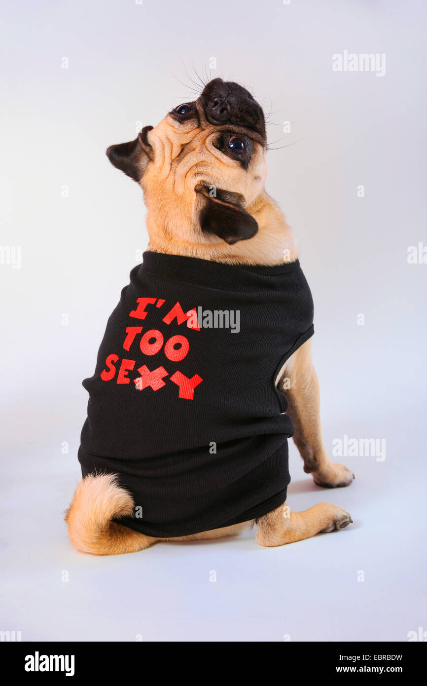 Mops (Canis Lupus F. Familiaris), trägt ein T-shirt Stockfoto