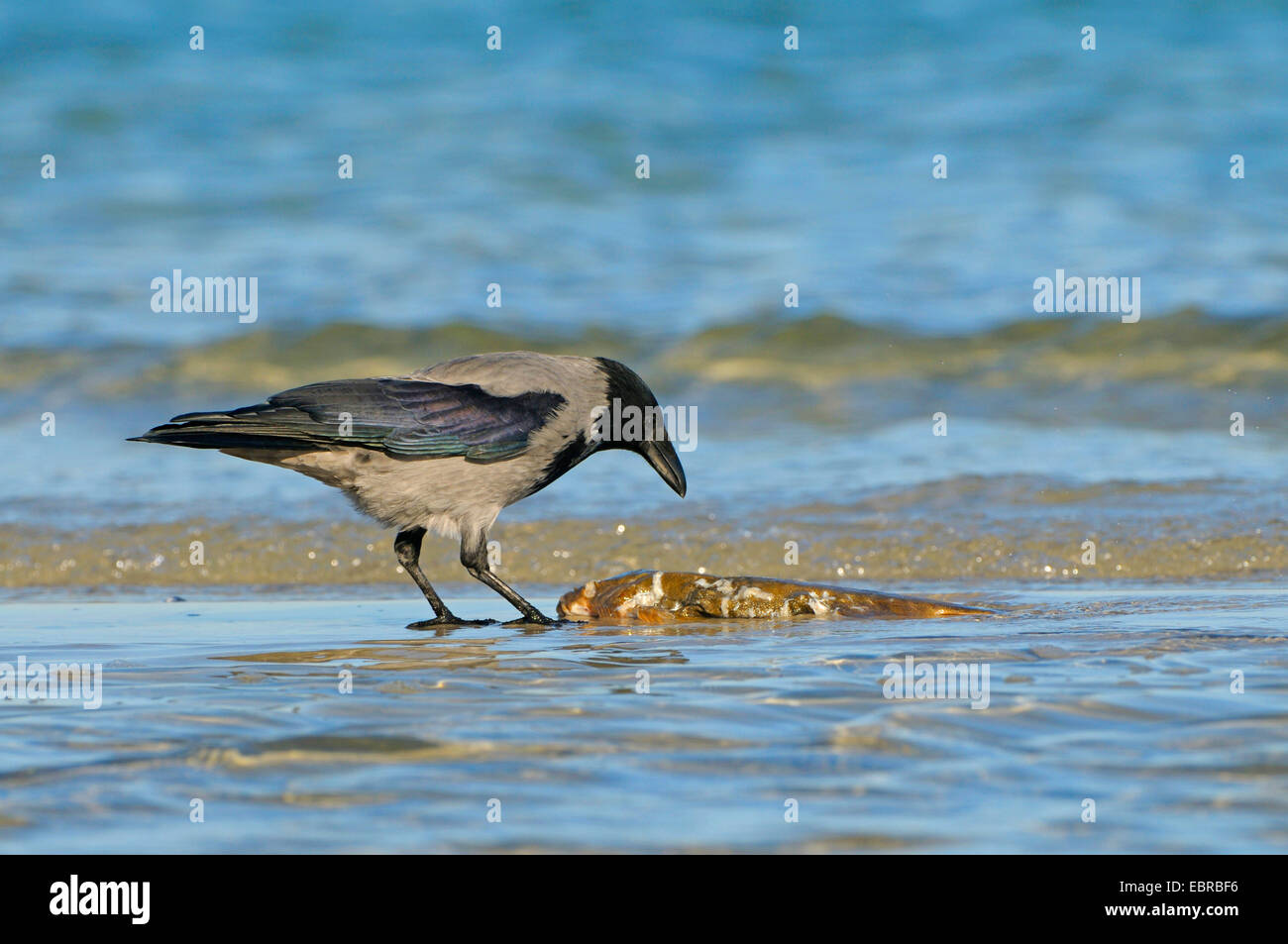 Mit Kapuze Krähe (Corvus Corone Cornix, Corvus Cornix), mit toten Fischen an der Küste der Ostsee, Deutschland, Mecklenburg-Vorpommern, Western Region Nationalpark Vorpommersche, Prerow Stockfoto
