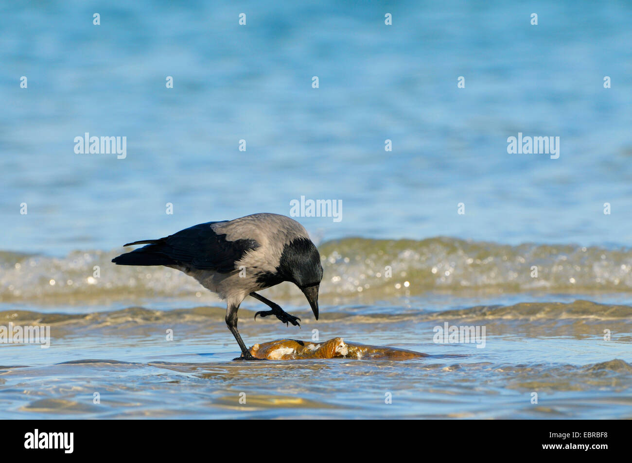 Mit Kapuze Krähe (Corvus Corone Cornix, Corvus Cornix), mit toten Fischen an der Küste der Ostsee, Deutschland, Mecklenburg-Vorpommern, Western Region Nationalpark Vorpommersche, Prerow Stockfoto