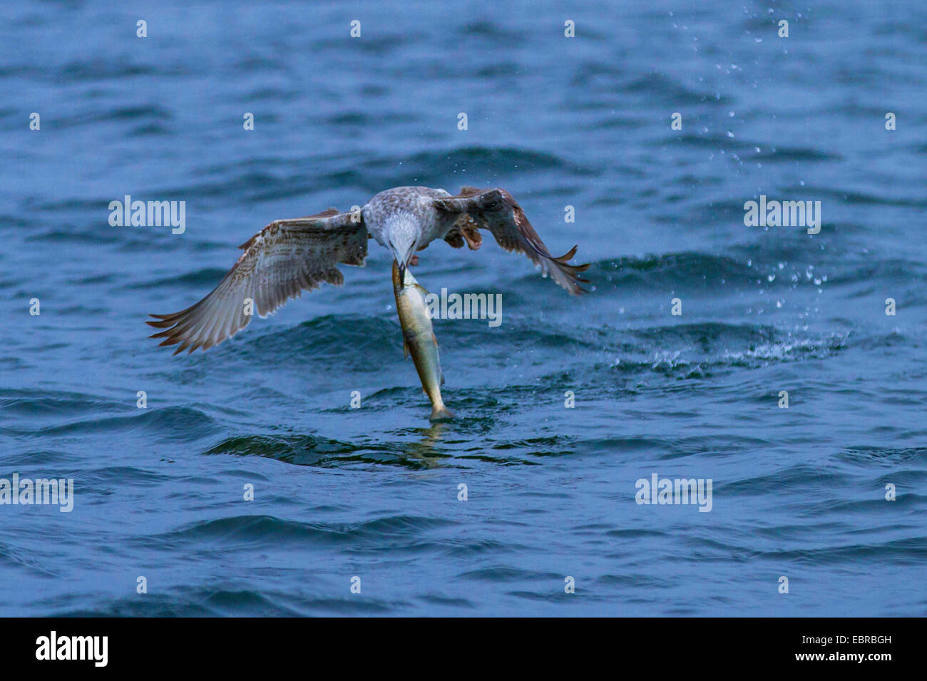 Gelb-legged Möve (Larus Michahellis, Larus Cachinnans Michahellis), fangend Felchen am Kokosblättern, Deutschland, Bayern, See Chiemsee Stockfoto