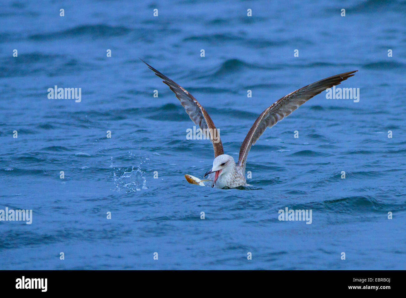 Gelb-legged Möve (Larus Michahellis, Larus Cachinnans Michahellis), fangend Felchen am Kokosblättern, Deutschland, Bayern, See Chiemsee Stockfoto