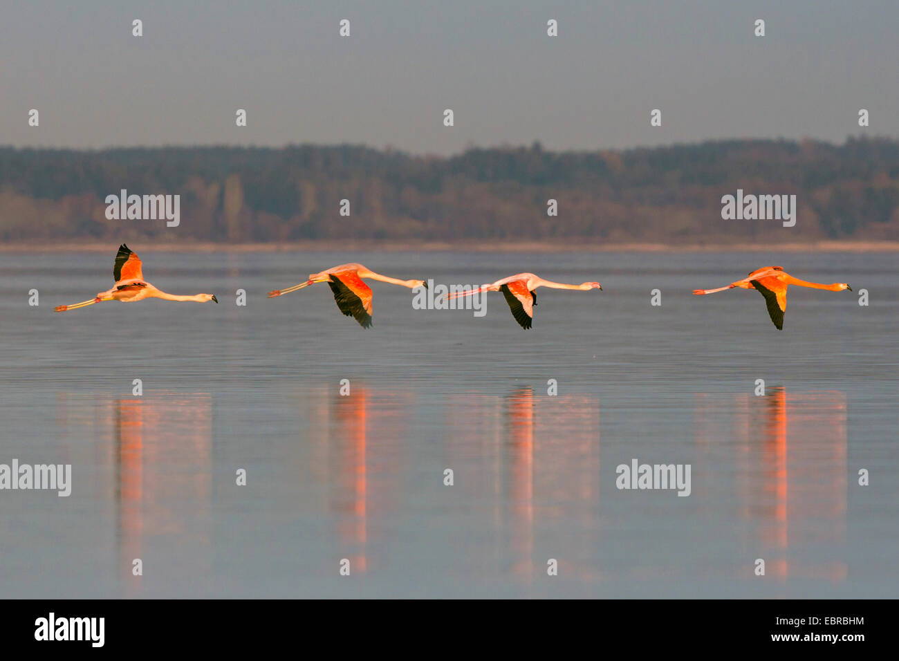 Rosaflamingo, American Flamingo Karibik Flamingo (Phoenicopterus Ruber Ruber), winter Gäste fliegen über einem See, Deutschland, Bayern, See Chiemsee Stockfoto