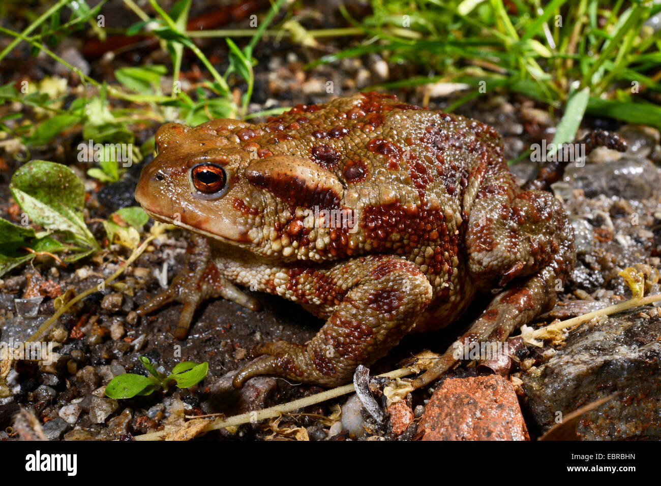 Europäischen gemeinsamen Kröte (Bufo Bufo), in den Rhodopen Regen, Bulgarien, Stockfoto