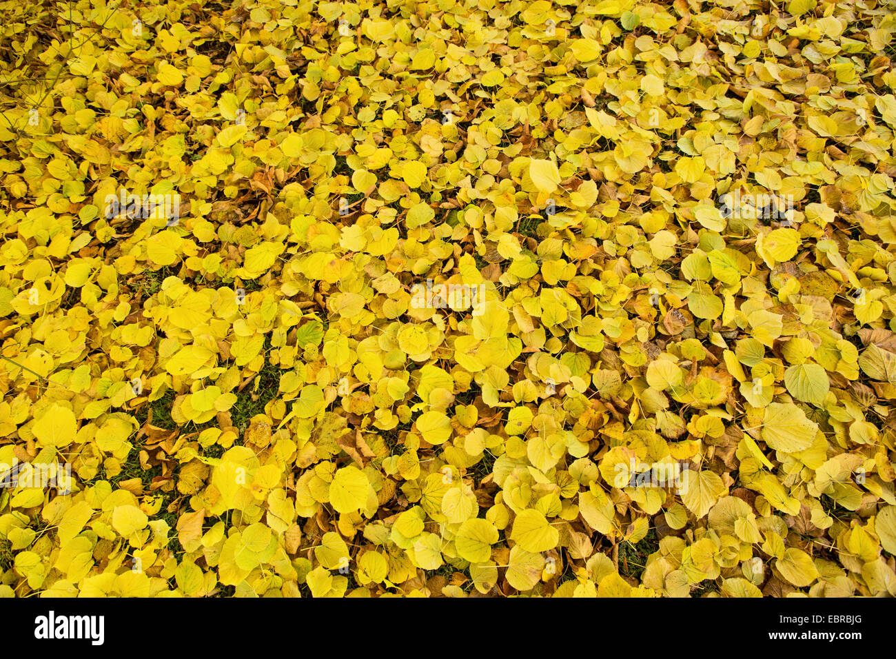 großblättrige Kalk, Kalk (Tilia Platyphyllos), goldene Herbst Blätter auf dem Boden, Deutschland, Bayern Stockfoto