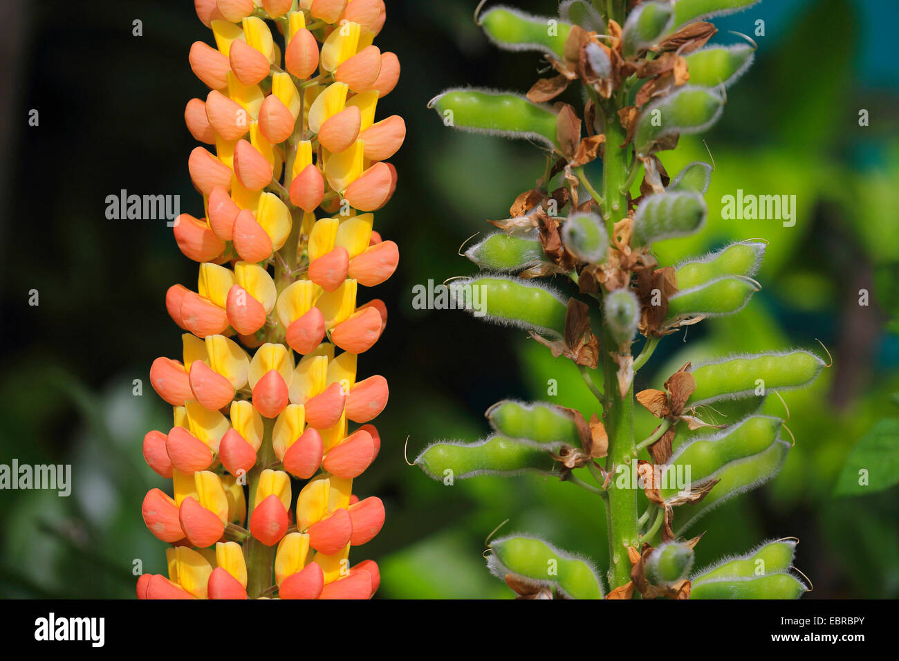n-leaved Lupine, Garten Lupine (Lupinus Polyphyllus), unten Lupine, zweifarbig Lupinen Stockfoto