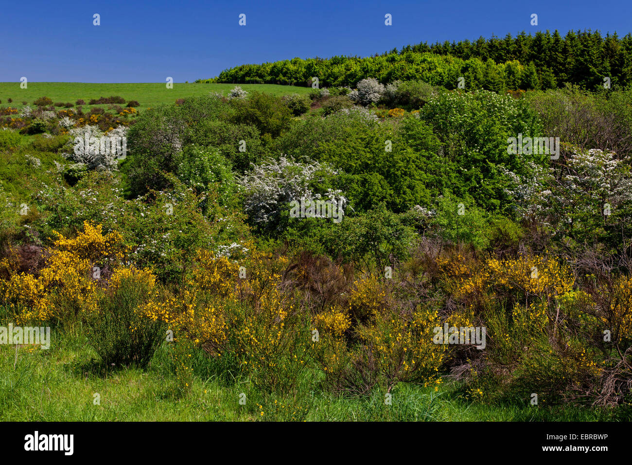 Scotch, Ginster (Cytisus Scoparius, Sarothamnus Scoparius), blühenden Scotch Besen und Schlehe auf Dreiborner Hochebene, Deutschland, Nordrhein-Westfalen, Nationalpark Eifel Stockfoto