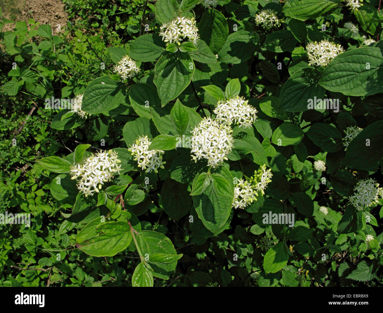 Hartriegel, Dogberry, Europäische Hartriegel, gemeinsame Hartriegel (Cornus sanguineaund), blühen, Deutschland Stockfoto