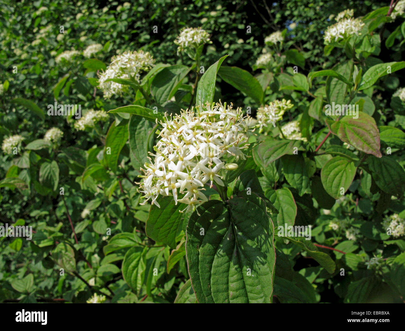 Hartriegel, Dogberry, Europäische Hartriegel, gemeinsame Hartriegel (Cornus sanguineaund), blühende Zweige, Deutschland Stockfoto