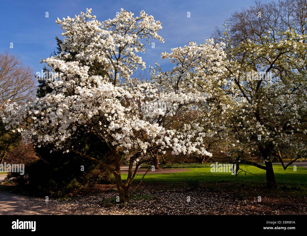 Stern-Magnolie (Magnolia Stellata), blühenden Baum im Botanischen Garten Rombergpark, Deutschland, Nordrhein-Westfalen, Ruhrgebiet, Dortmund Stockfoto