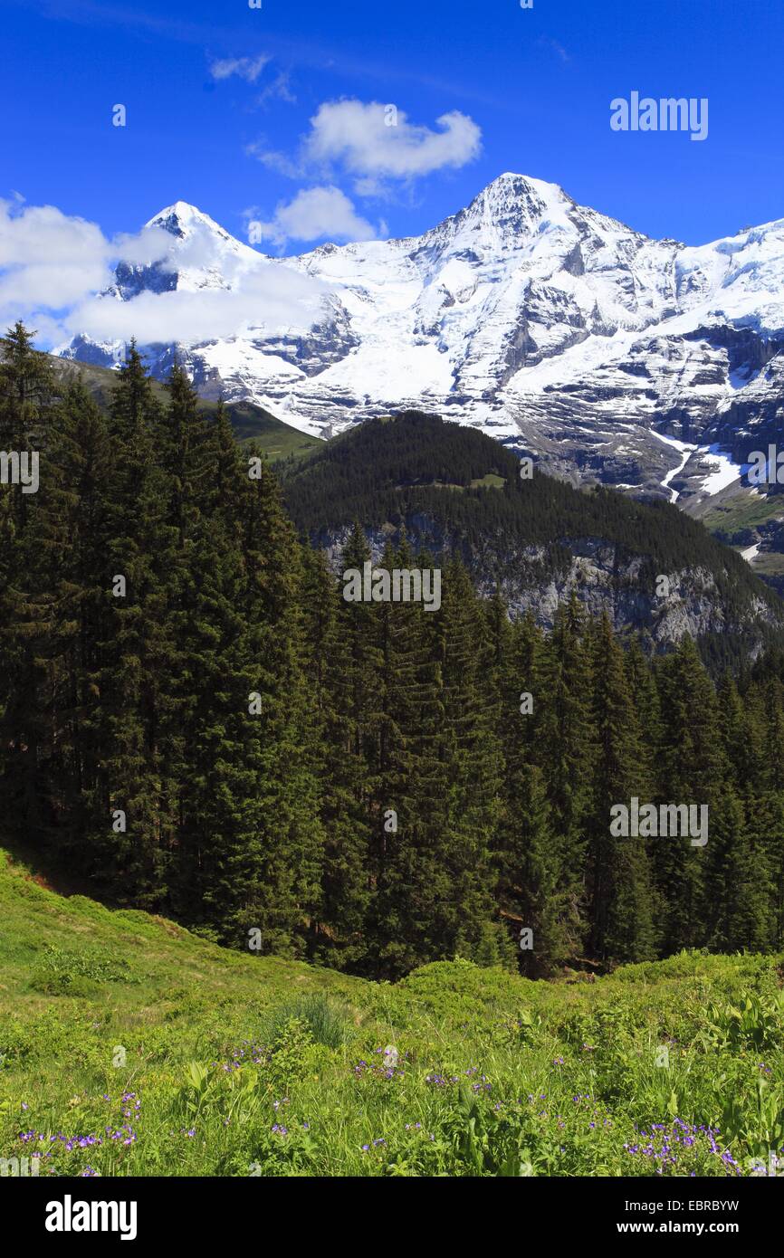 Blick von einer Weide auf eine Gebirgskette mit dem Mönch (4107 m) und Jungfrau (4158 m), der Schweiz, Bern, Berner Oberland Stockfoto