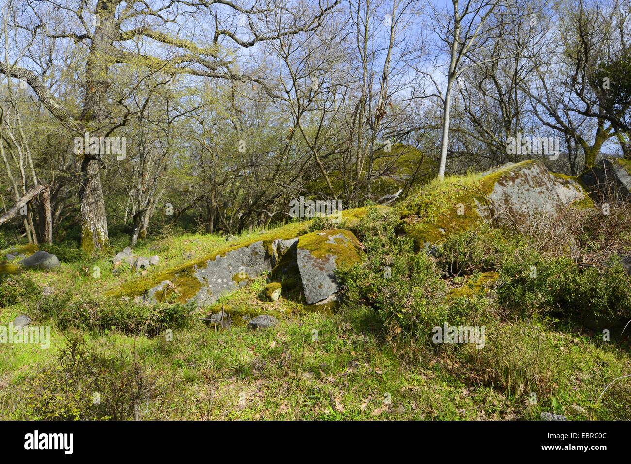 Arkutino Naturschutzgebiet, Bulgarien, Burgas, Biosphaerenreservat Ropotamo Stockfoto