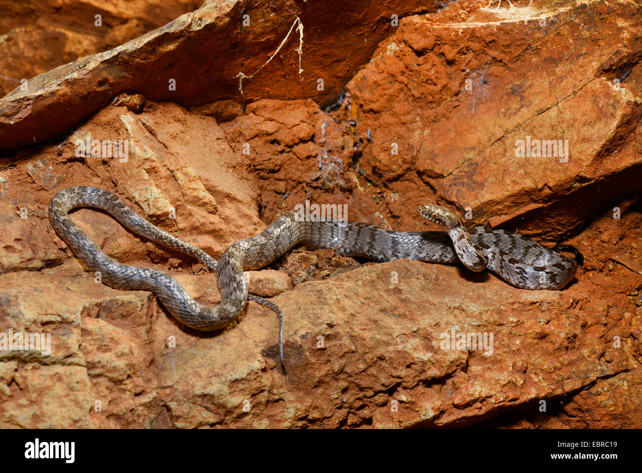 Katze, Schlange, europäische Katze Schlange (Telescopus Goldhahnenfuß), auf einem Felsen, Lykien, Dalyan, Mugla, Türkei Stockfoto
