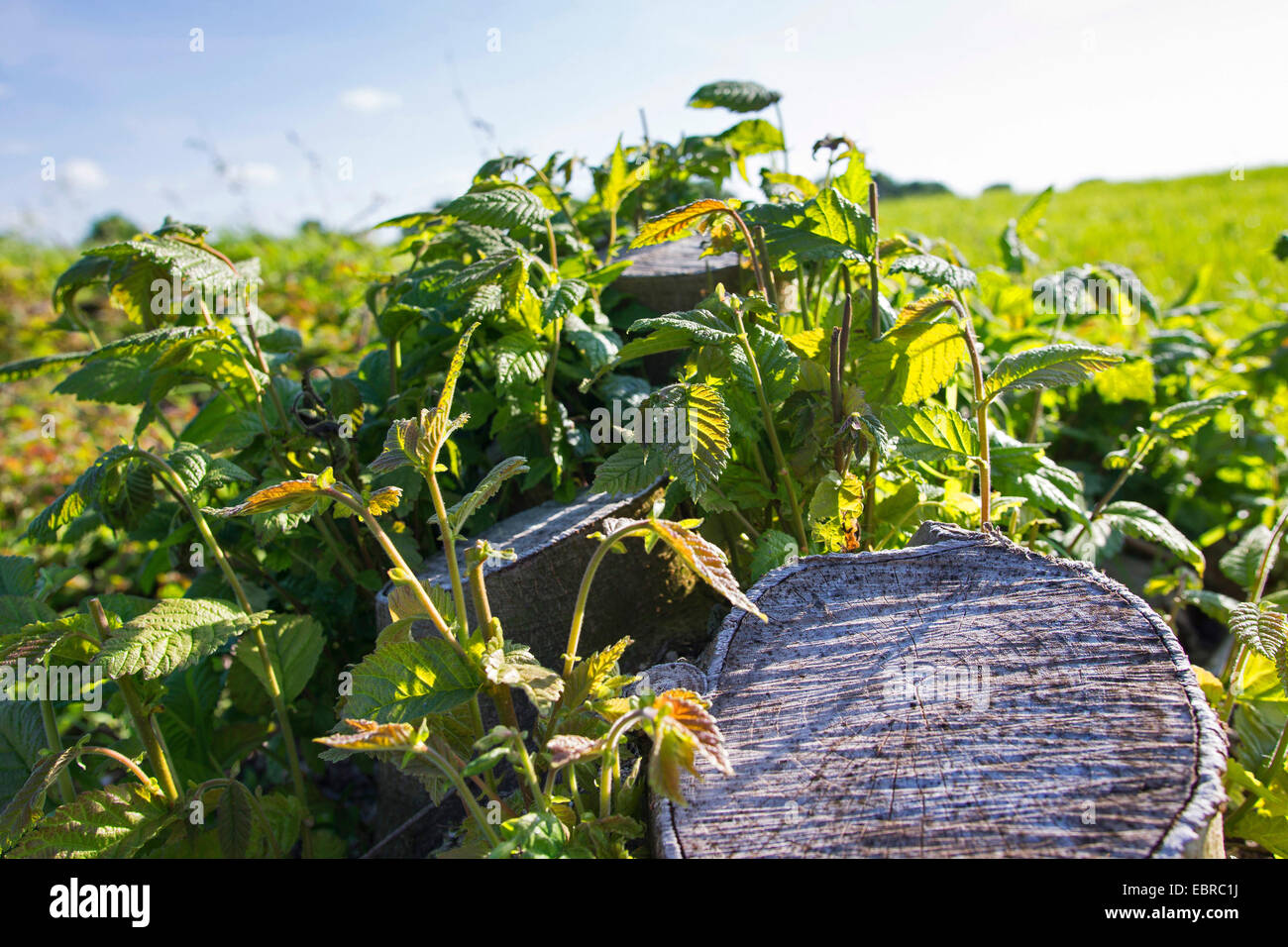 geschnittene Hecke Blatt raus, Deutschland, Schleswig-Holstein Stockfoto