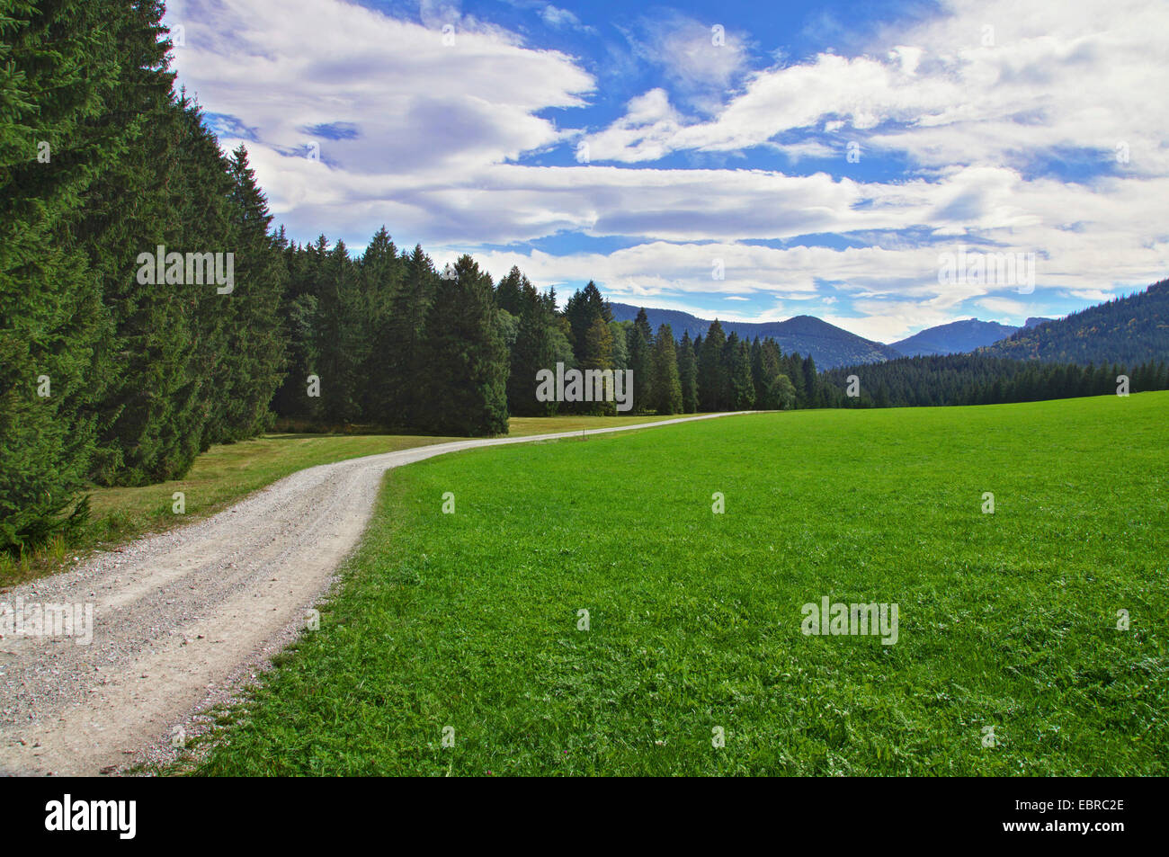 Wald und Wiesen, Ammergauer Alpen im Hintergrund, Oberbayern, Oberbayern, Bayern, Deutschland Stockfoto