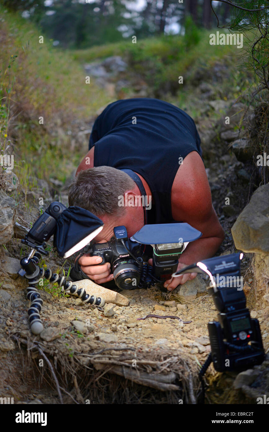Türkische Wurm Eidechse, anatolische Wurm Eidechse (Blanus Strauchi), Biologe unter Bild von einem Wurm Eidechse, Türkei, Lykien, Dalyan, Mugla Stockfoto