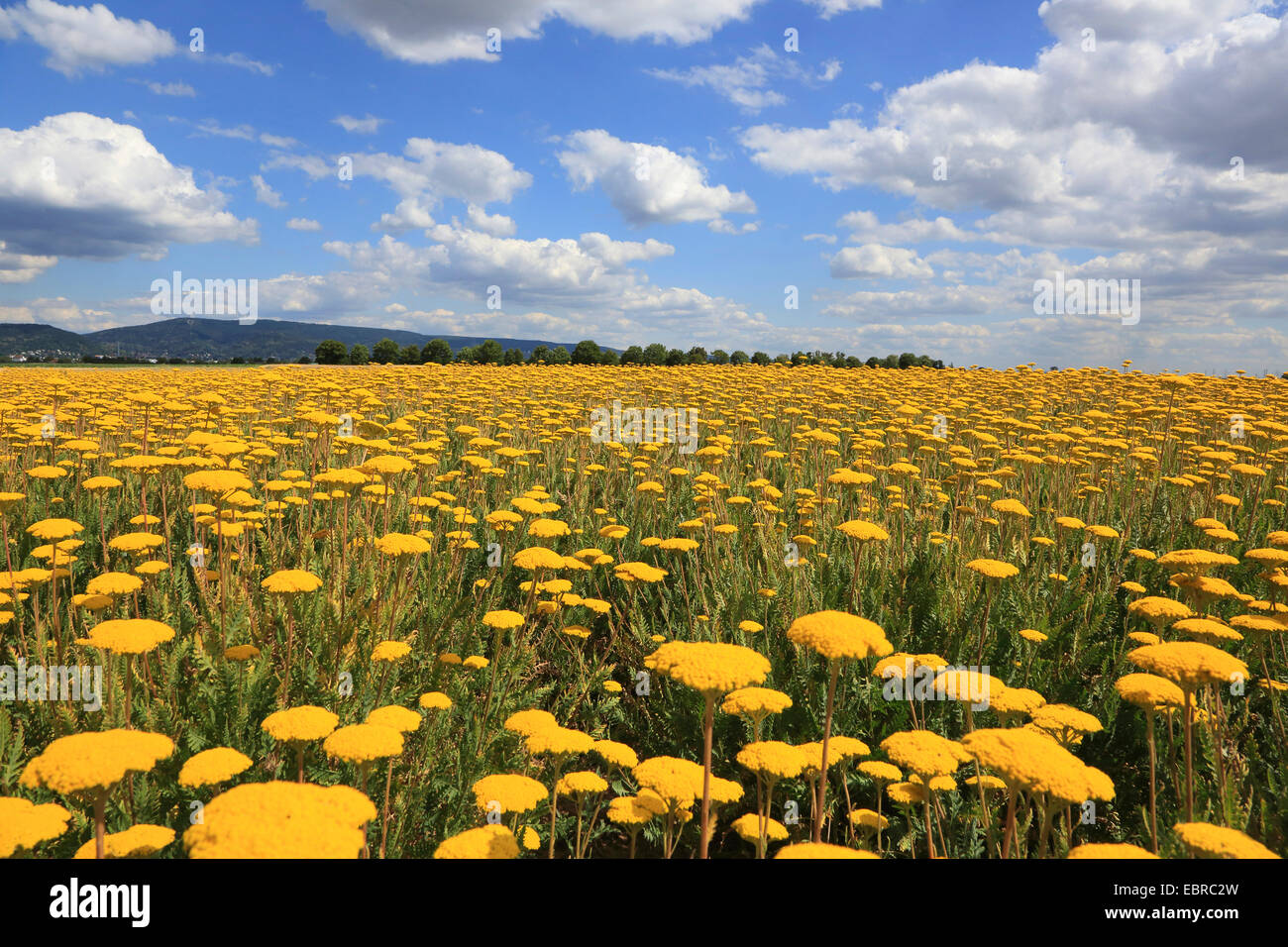 Farn-Blätter Schafgarbe (Achillea Filipendulina), auf einer Wiese, Deutschland Stockfoto
