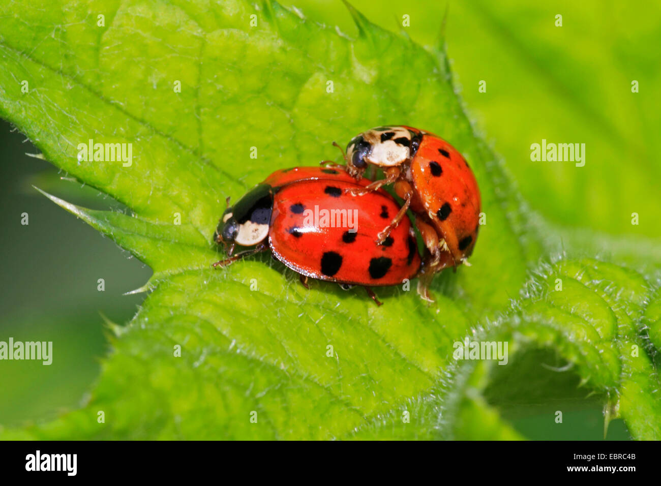 bunten asiatischen Käfer (Harmonia Axyridis), Paarung, Deutschland Stockfoto