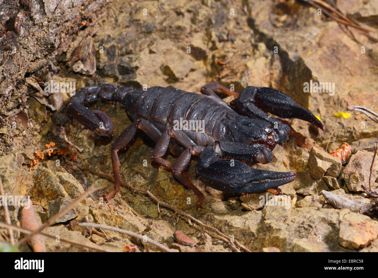 Skorpion (Iurus Dufoureius), großen, schwarzen Skorpion auf den Boden, Türkei, Lykien, Mugla Stockfoto