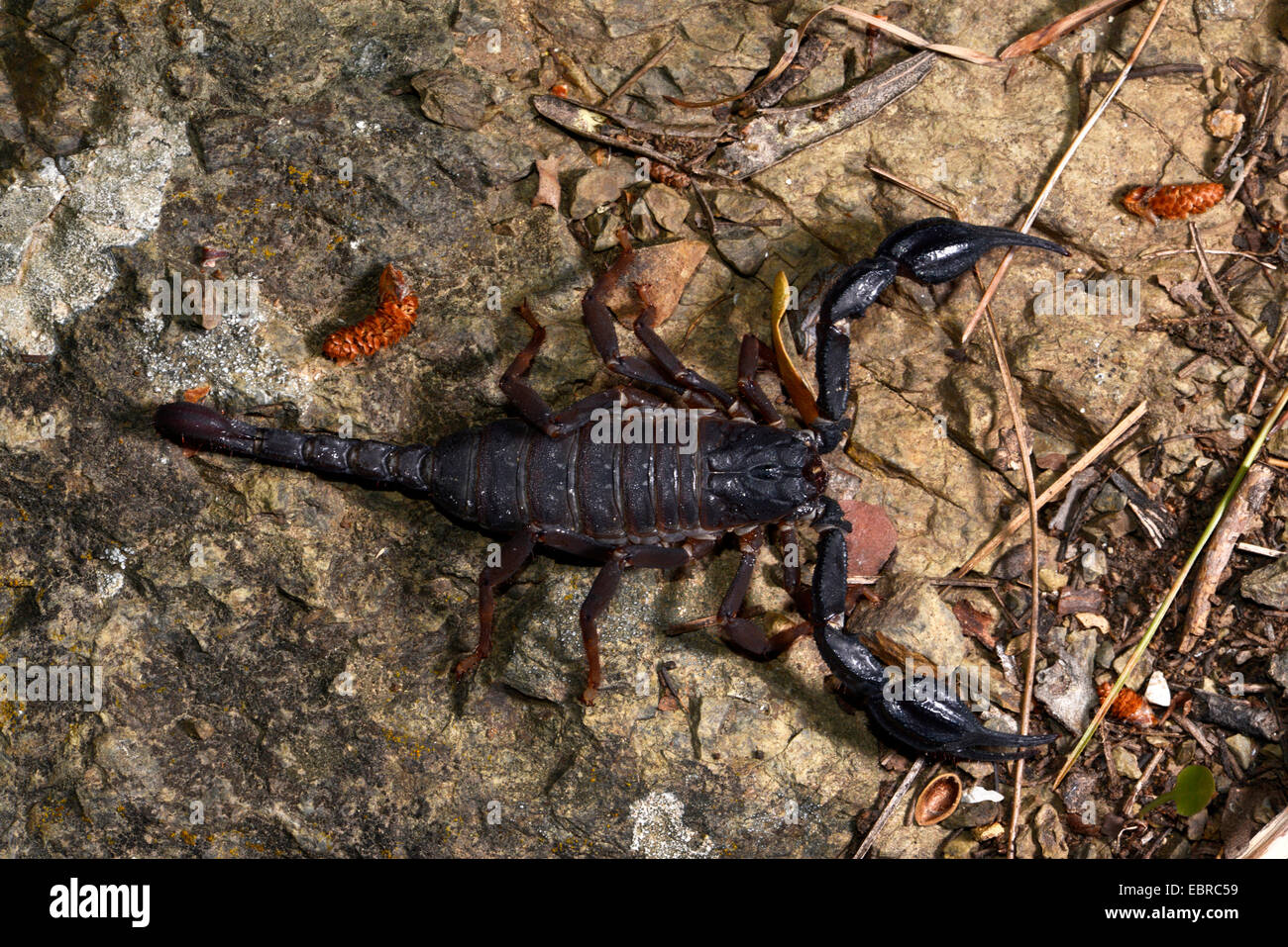 Skorpion (Iurus Dufoureius), großen, schwarzen Skorpion auf den Boden, Türkei, Lykien, Mugla Stockfoto
