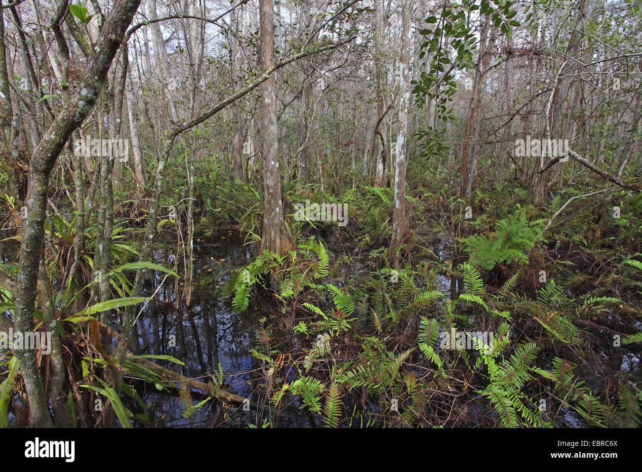 Baldcypress (Taxodium Distichum), Undergroth in einem Sumpf Zypressen Holz, USA, Florida, Corkscrew Swamp Stockfoto
