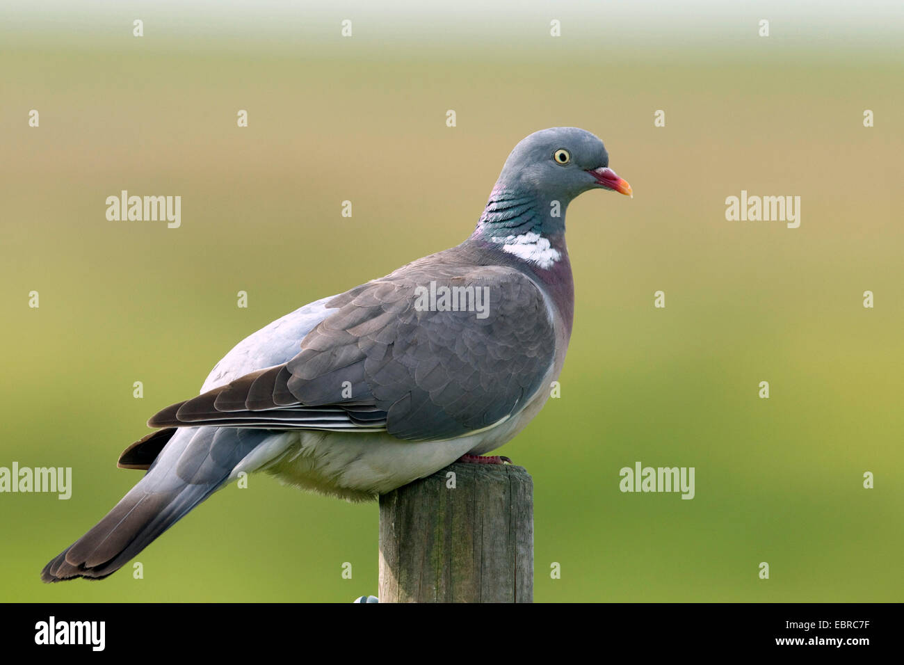 Ringeltaube (Columba Palumbus), sitzt auf einem hölzernen Pfosten, Deutschland, Niedersachsen, Norderney Stockfoto