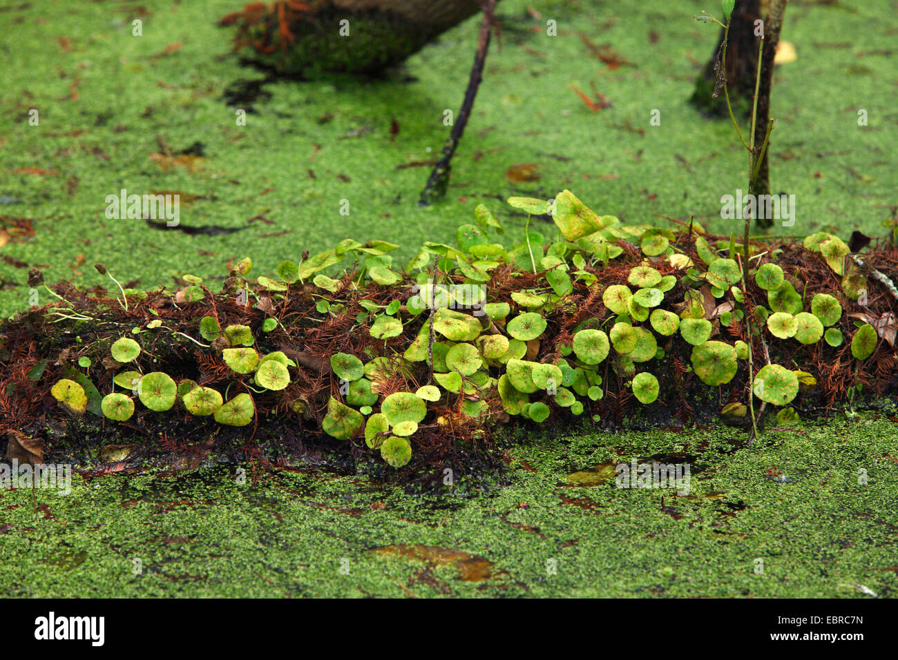 Blick auf den Sumpf Zypressen Wald, USA, Florida, Corkscrew Swamp Sanctuary Stockfoto