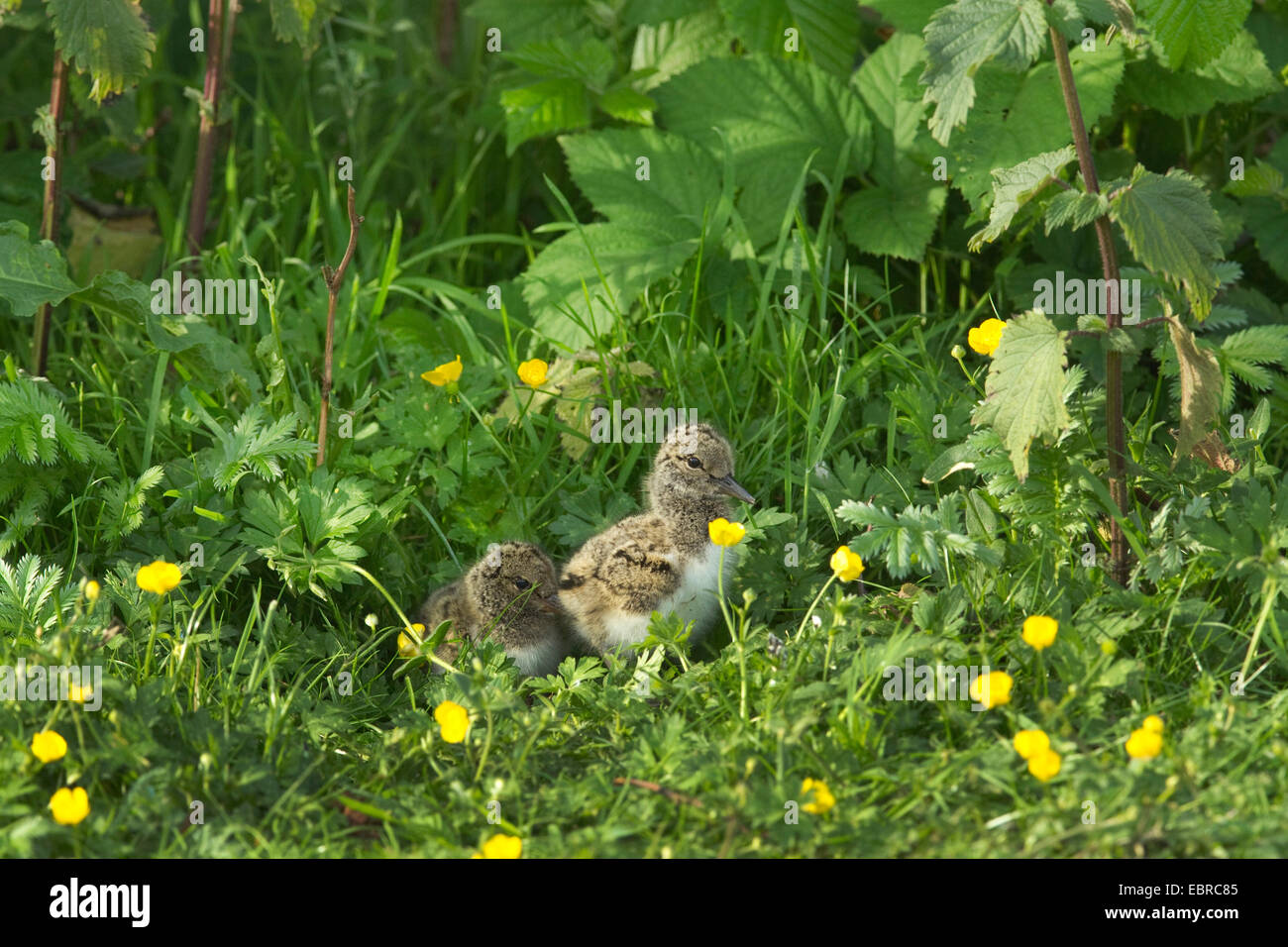 Paläarktis Austernfischer (Haematopus Ostralegus), zwei Küken in eine Wiese, Deutschland, Niedersachsen, Norderney Stockfoto