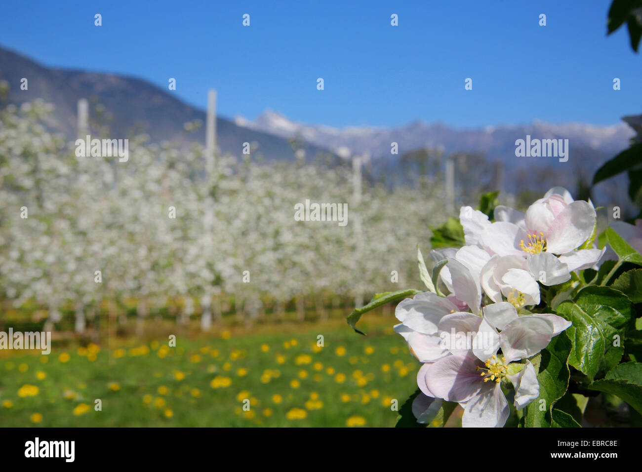 Apfelbaum (Malus Domestica), Apple Blumen vor Plantage und Berg Landschaft, Italien, Südtirol Stockfoto