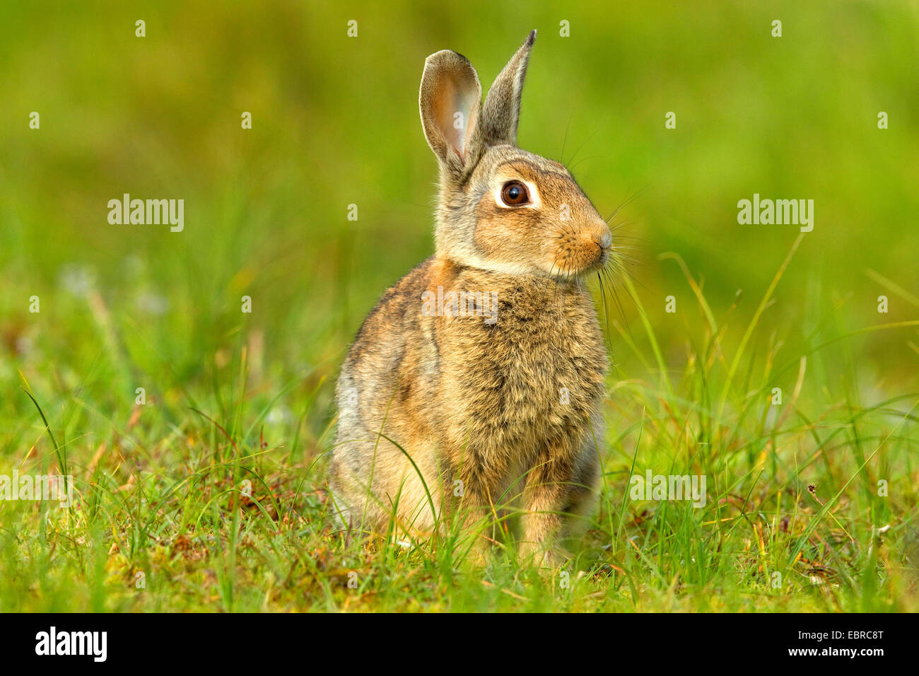 Europäischen Kaninchen (Oryctolagus Cuniculus), in einer Wiese, Deutschland, Niedersachsen, Norderney Stockfoto