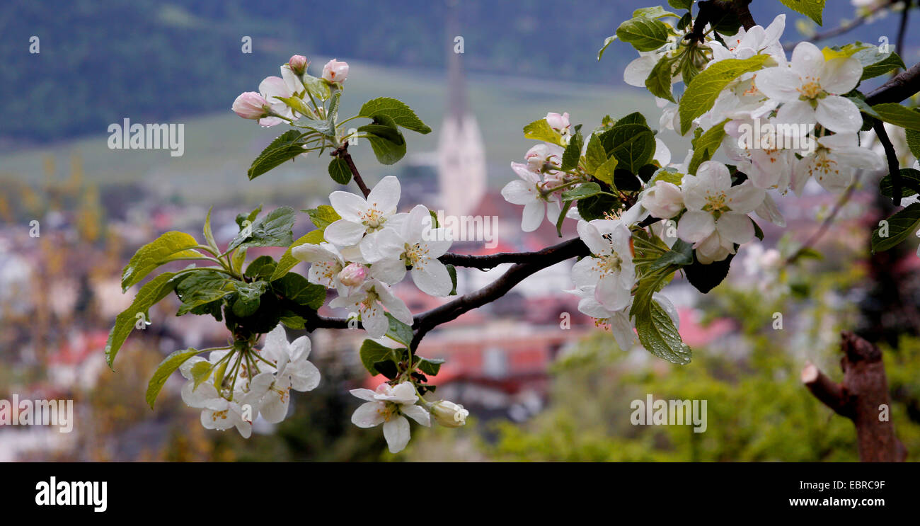 Apfelbaum (Malus Domestica), Zweig von einem blühenden Apfelbaum, Italien, Südtirol, Vinschgau Stockfoto